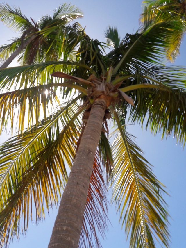 Natural Beauty:  Puerto Rico Has It All.